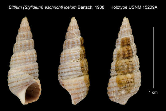 Image of Bittium eschrichtii icelum Bartsch 1907