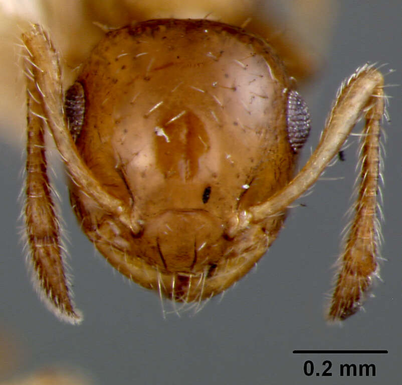 Image de Crematogaster curvispinosa panamana Wheeler 1942