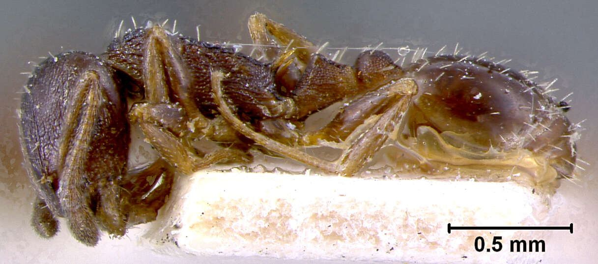 Image of Leptothorax angustulus (Nylander 1856)