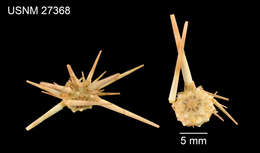 Image de Acanthocidaris hastigera A. Agassiz & H. L. Clark 1907