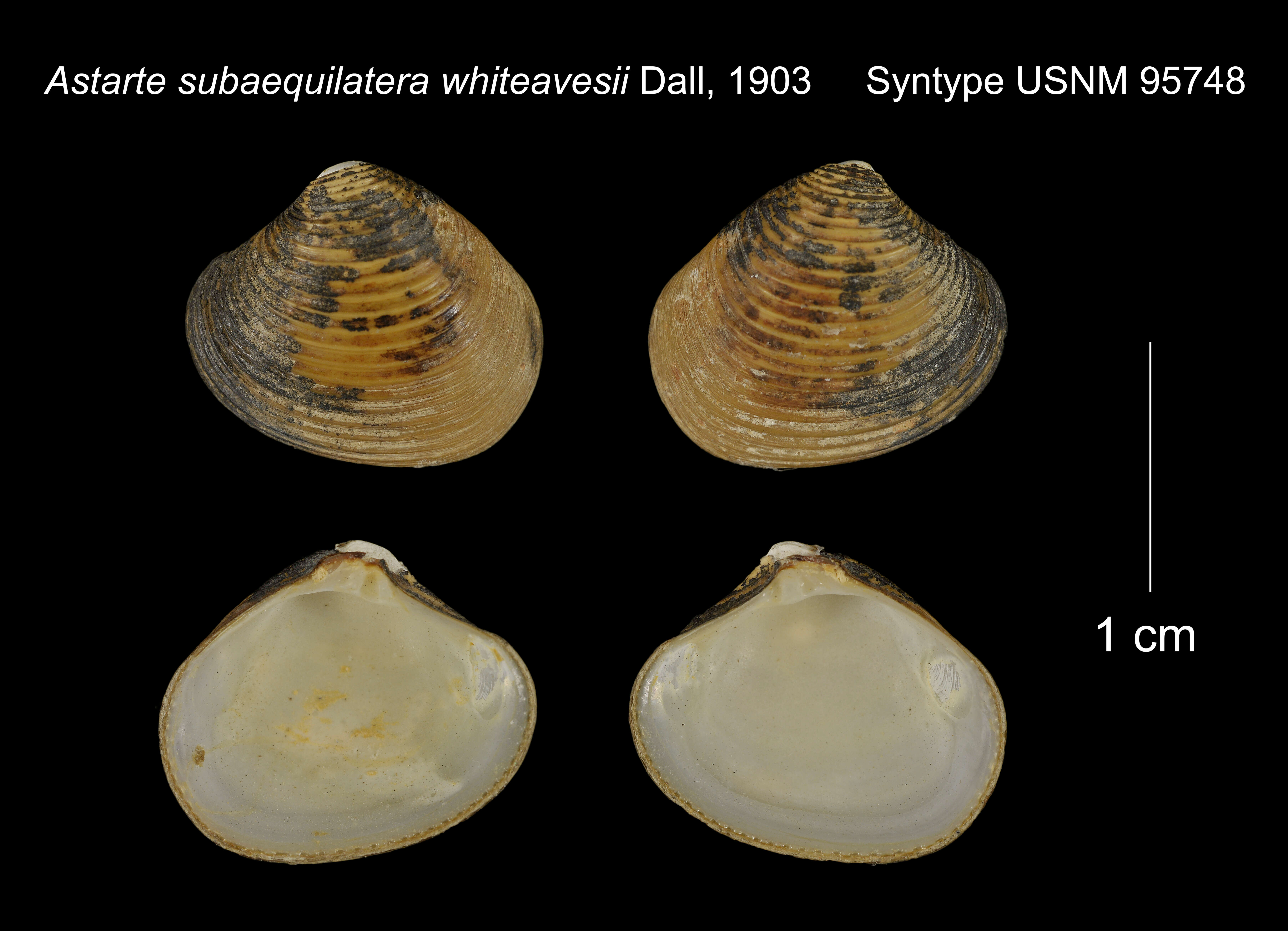 Image of Archiheterodonta Giribet ex J. D. Taylor, Williams, Glover & Dyal 2007