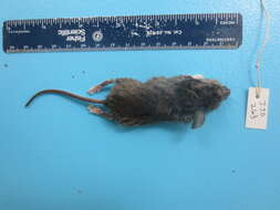 Image of White-footed Deermouse