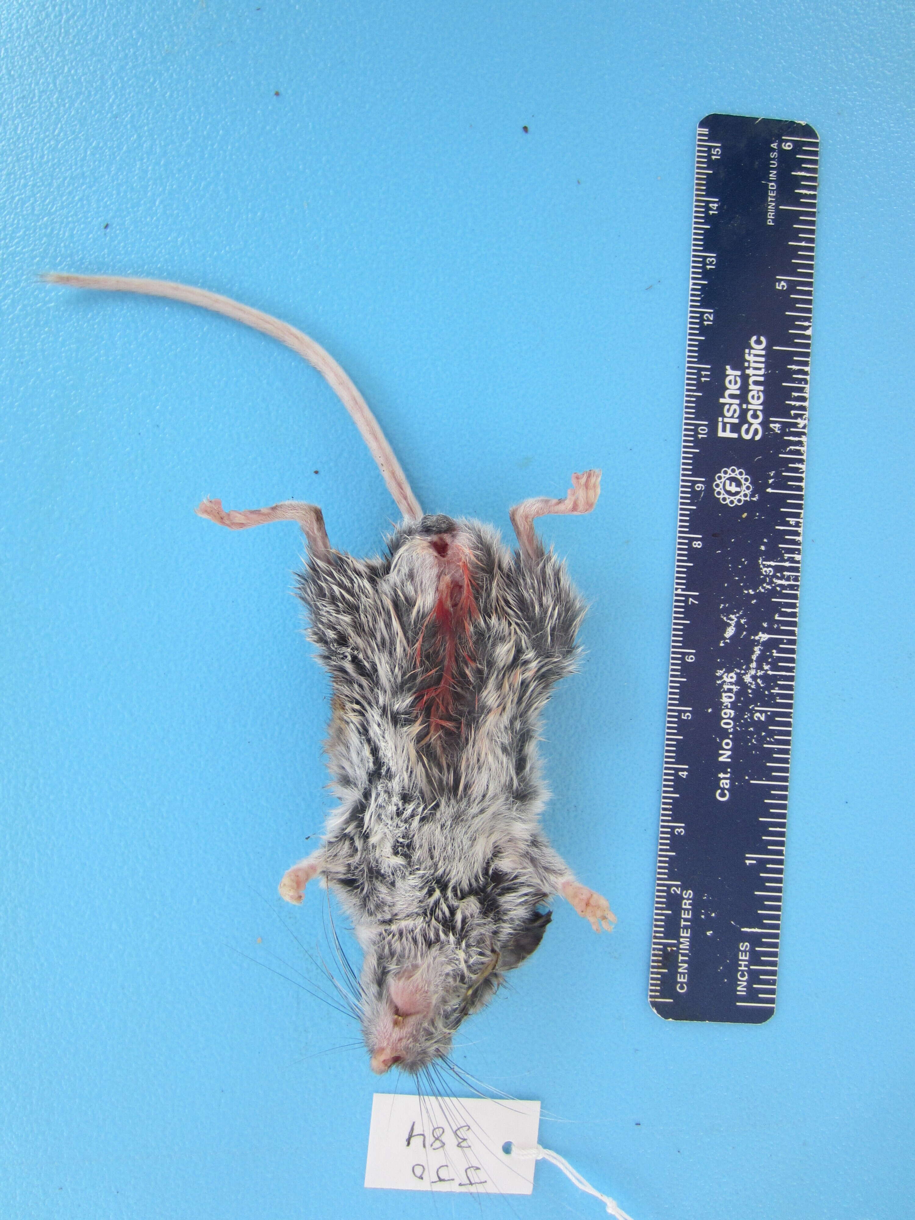 Image of Deer Mouse