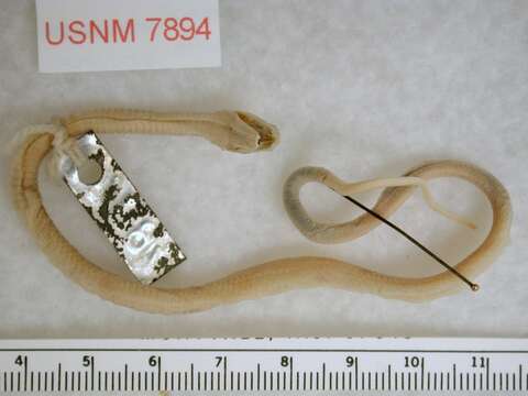 Image of Western Patch-nosed Snake