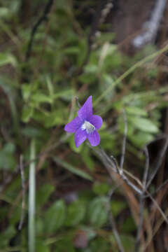 Image of Three-Lobe Violet