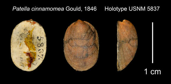 Image of Plesiothyreus cinnamomeus (Gould 1846)