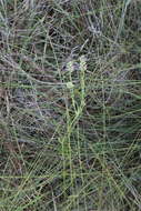 Image of Hooker's Milkwort