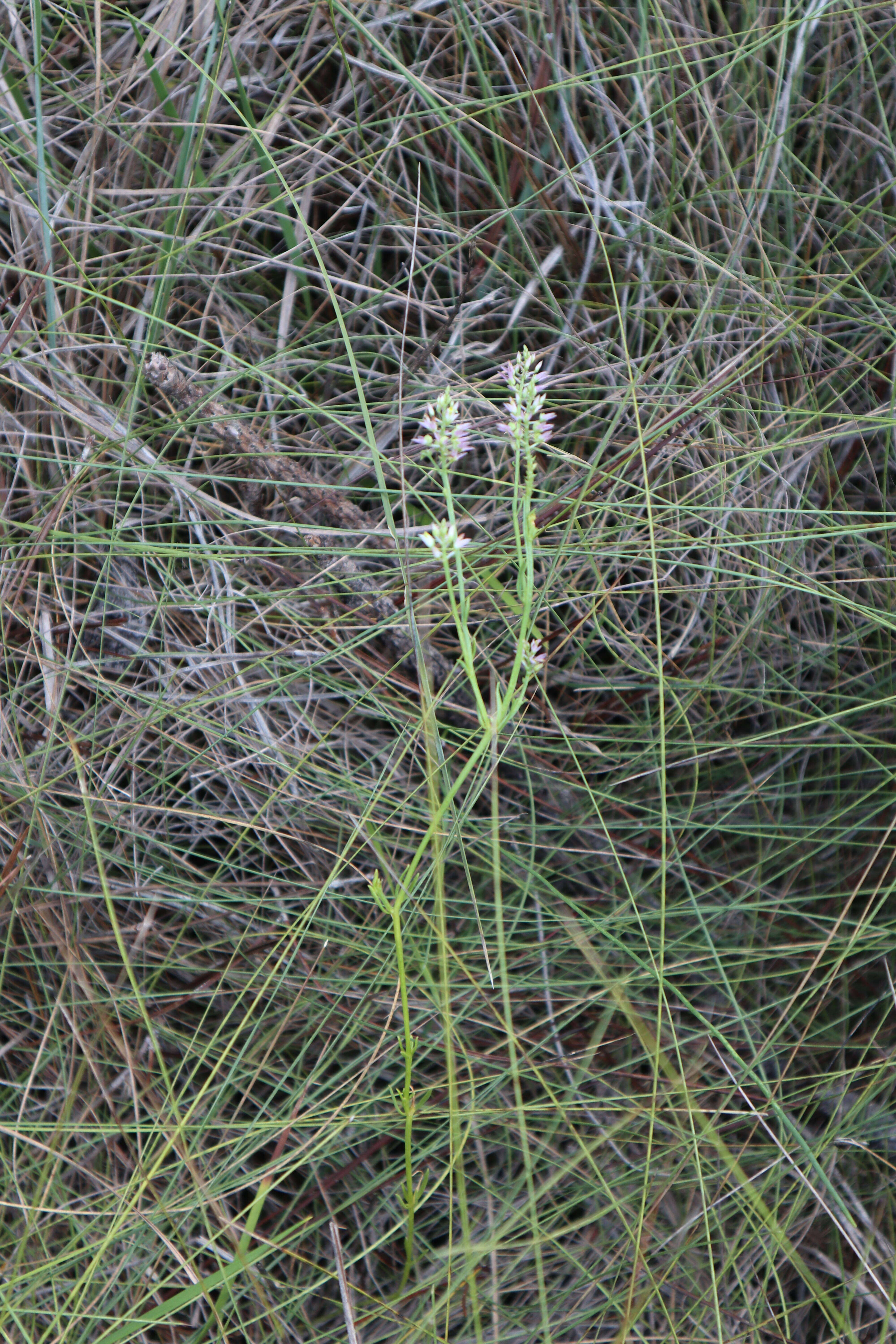 Image of Hooker's Milkwort