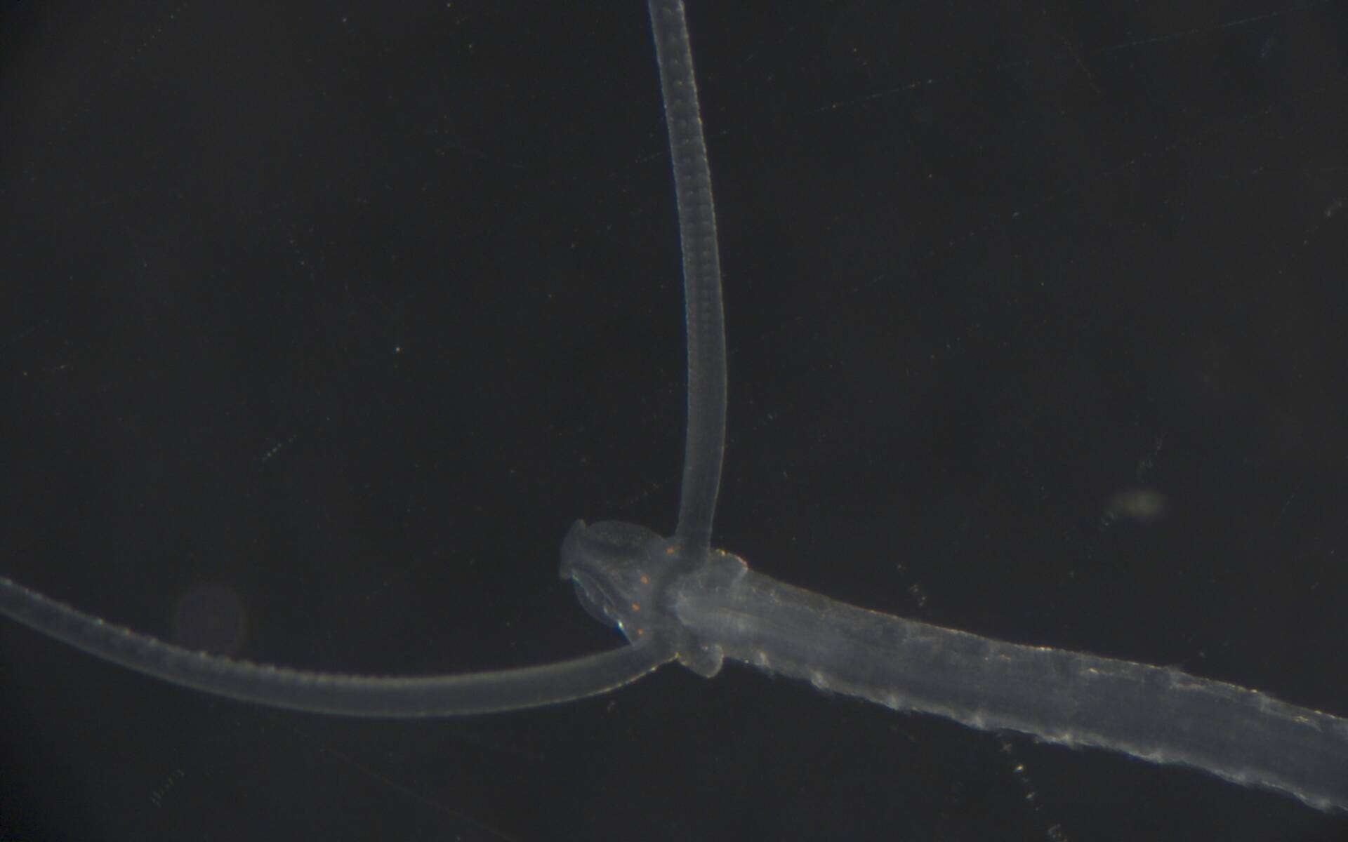 Image of Magelonidae