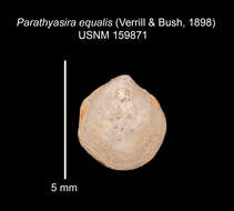 Image of Parathyasira equalis (Verrill & Bush 1898)