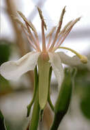 Imagem de Hauya elegans subsp. cornuta (Hemsley) Raven & Breedlove