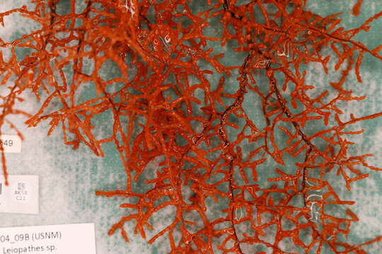 Image of Black coral