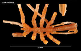 Image of Colossendeis stramenti Fry & Hedgpeth 1969
