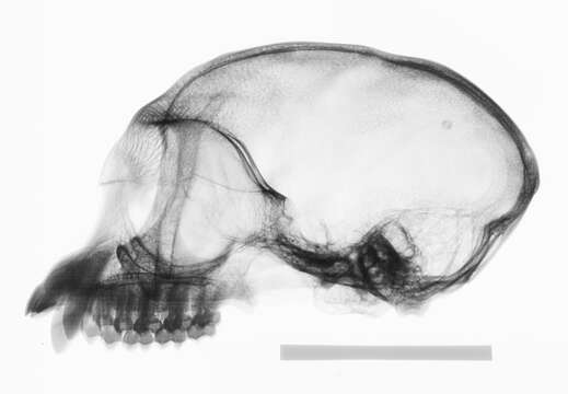 Image of Mitered Leaf-monkey; Sumatran Surili