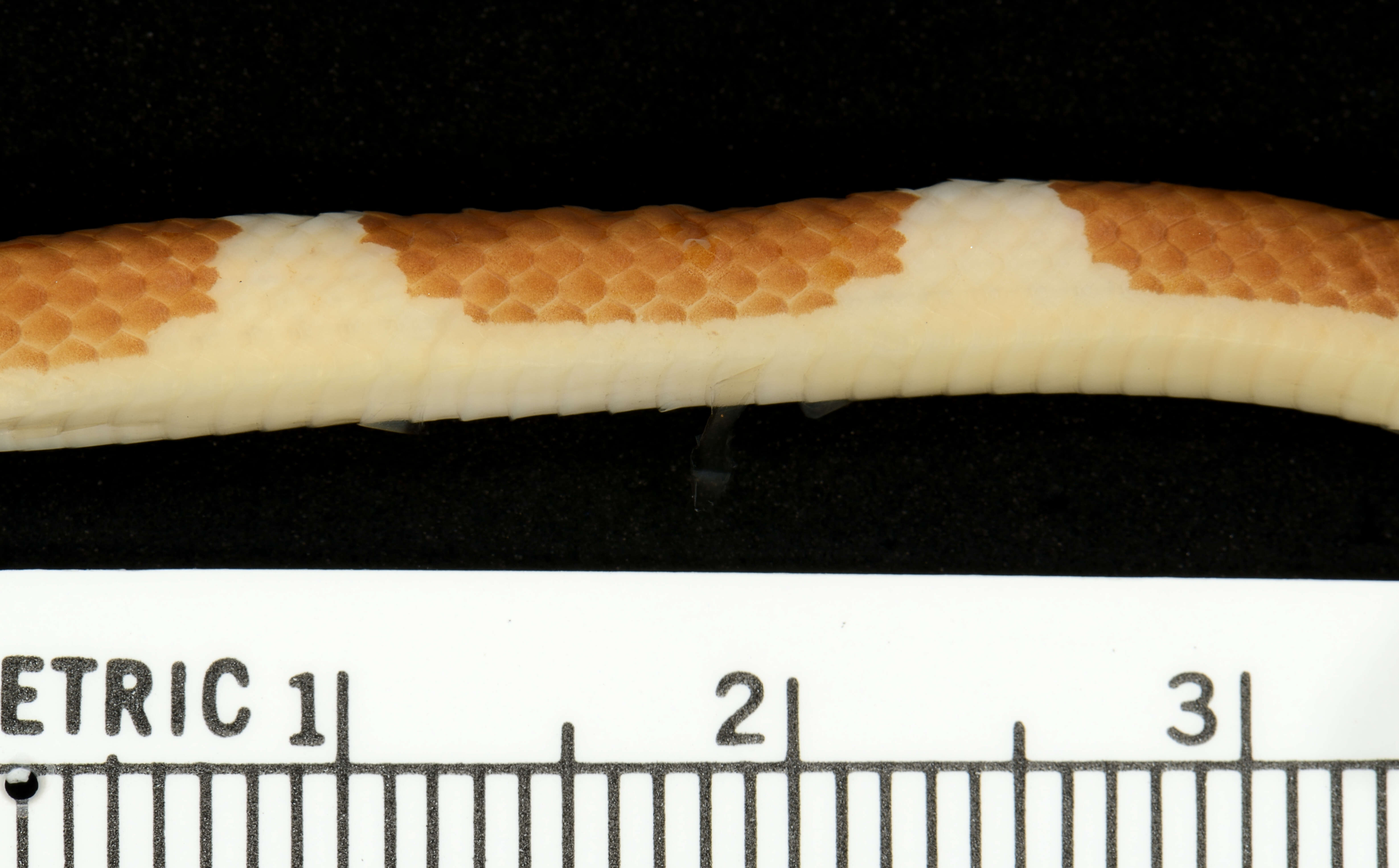 Image of Blanford's Bridal Snake