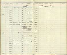 Sublegatus P. L. Sclater & Salvin 1868的圖片