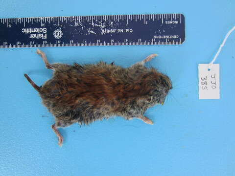 Image of Revillagigedo Island Red-backed Vole