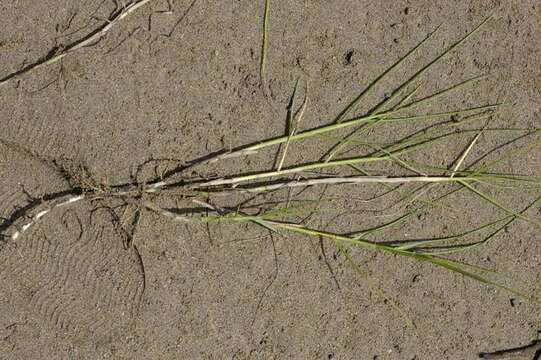 Image of Seashore paspalum