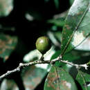 Imagem de Monteverdia elongata (Urb.) Biral