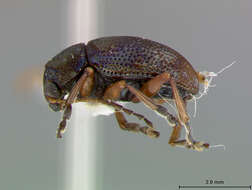 صورة Colaspis Fabricius 1801