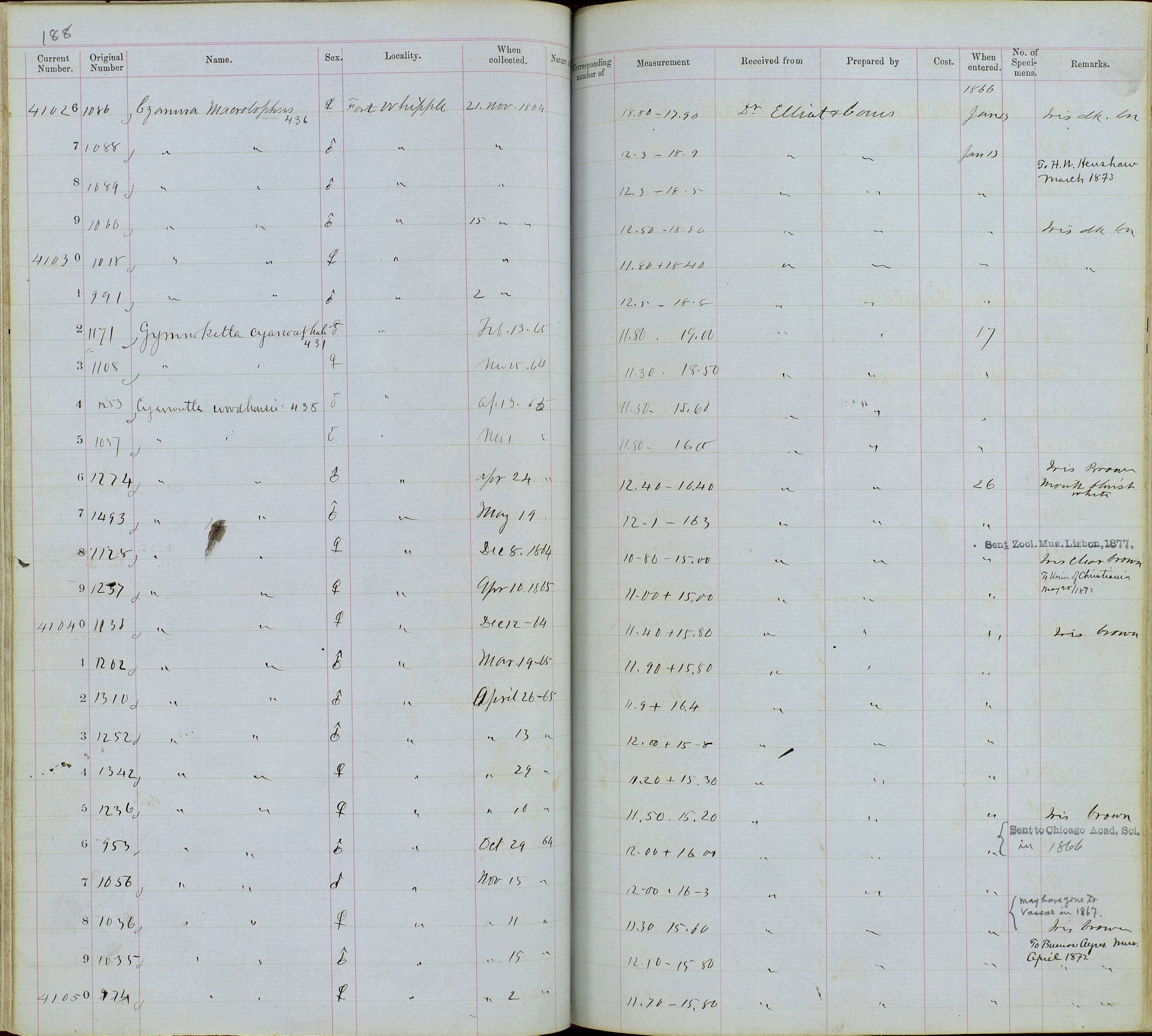 صورة Aphelocoma Cabanis 1851