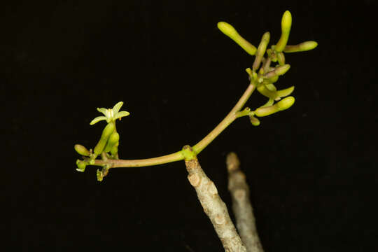 Image of Jacaratia mexicana A. DC.