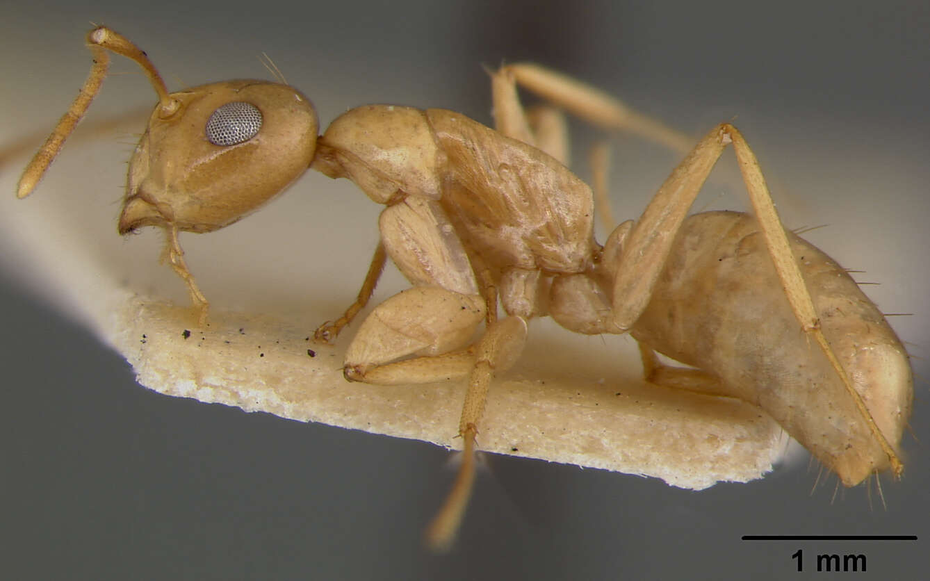 Image of Camponotus maudella seemanni Mann 1921