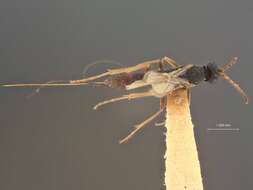 Image of Orgilus femoralis Muesebeck 1970