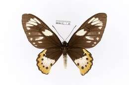 Ornithoptera meridionalis (Rothschild 1897) resmi