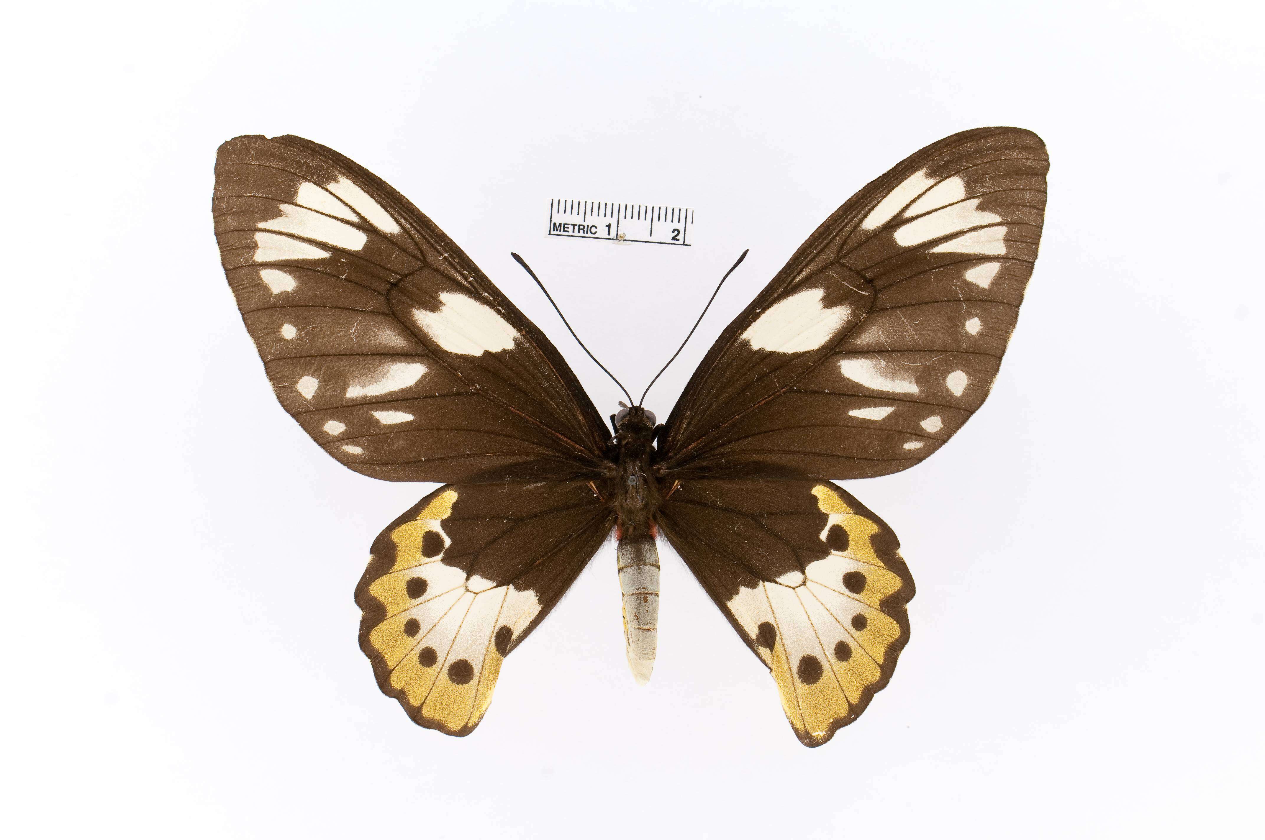 Ornithoptera meridionalis (Rothschild 1897) resmi