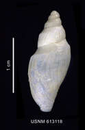 Image of Antarctospira badenpowelli (Dell 1990)