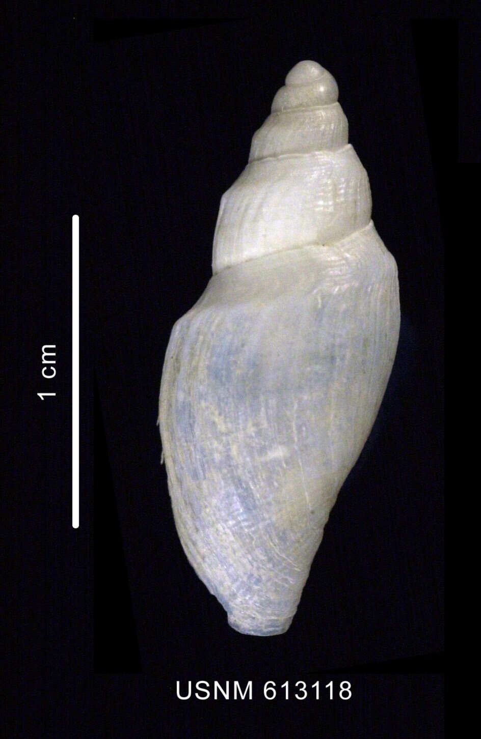 Image of Antarctospira badenpowelli (Dell 1990)