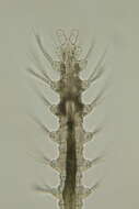 Image of Nerilla mediterranea Schlieper 1925