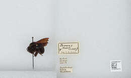 Image of Bombus morio (Swederus 1787)