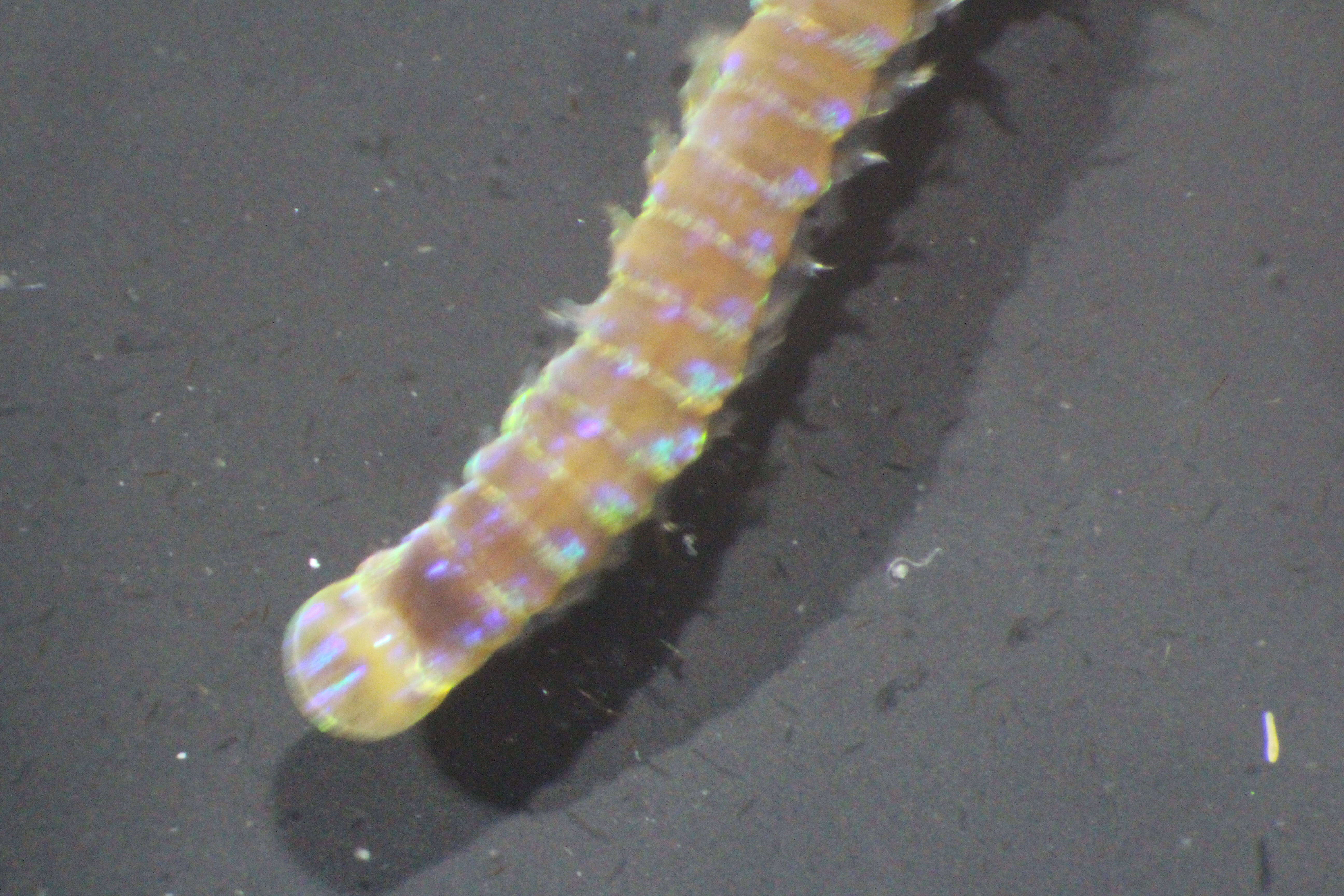 Image of Lumbrineridae