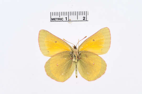 Colias meadii Edwards 1871 resmi