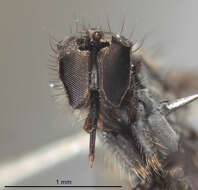 Image of Rhamphomyia prodroma Bartak 2002