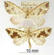 Image of Psaliodes coacta Dognin 1911