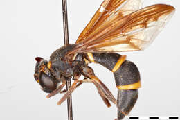 Image of Tenthredomyia grahami Shannon