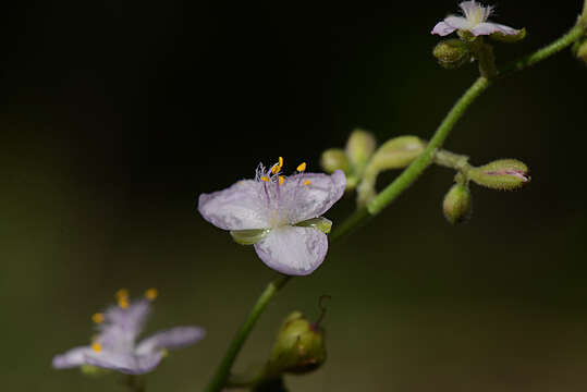 Image de Tradescantia Ruppius ex L.