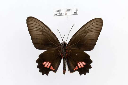 Слика од Parides anchises (Linnaeus 1758)