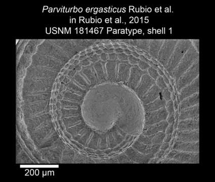 Image of Parviturbo ergasticus Rubio, Rolán & Gofas 2015