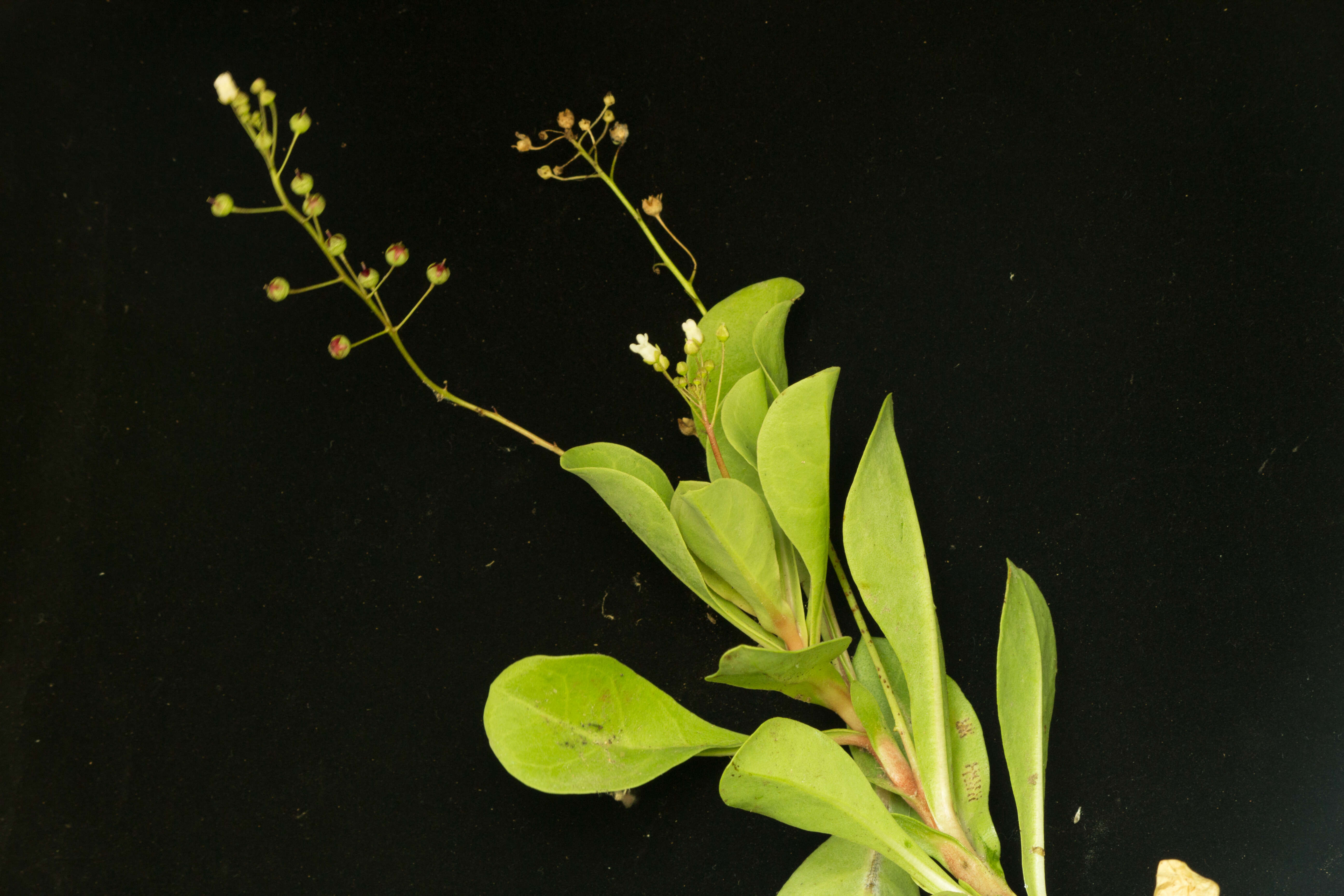 Image of limewater brookweed