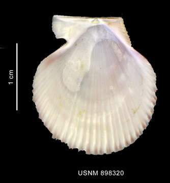 صورة Zygochlamys patagonica (P. P. King 1832)