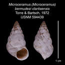 Imagem de Microceramus bermudezi claritaensis C. Torre & Bartsch 2008