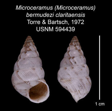 Imagem de Microceramus bermudezi claritaensis C. Torre & Bartsch 2008