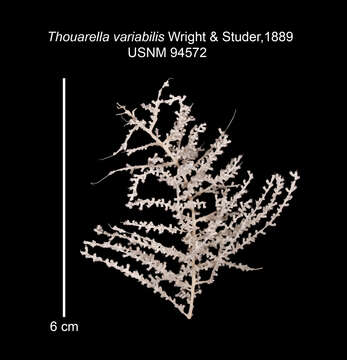 Image of variegated tree coral