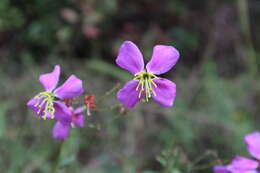 Imagem de Rhexia virginica L.