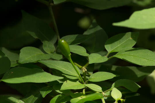 Image of cayenne pepper