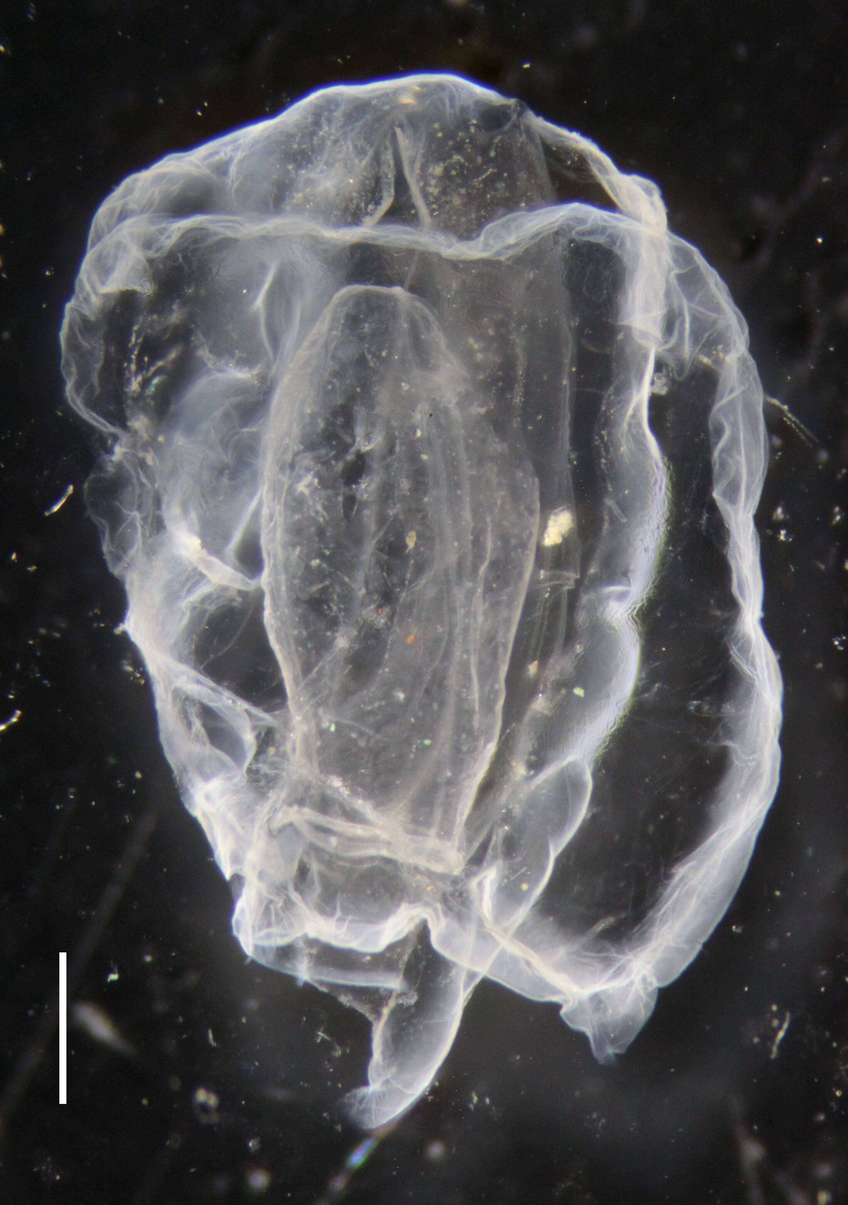 Image of hydrozoans